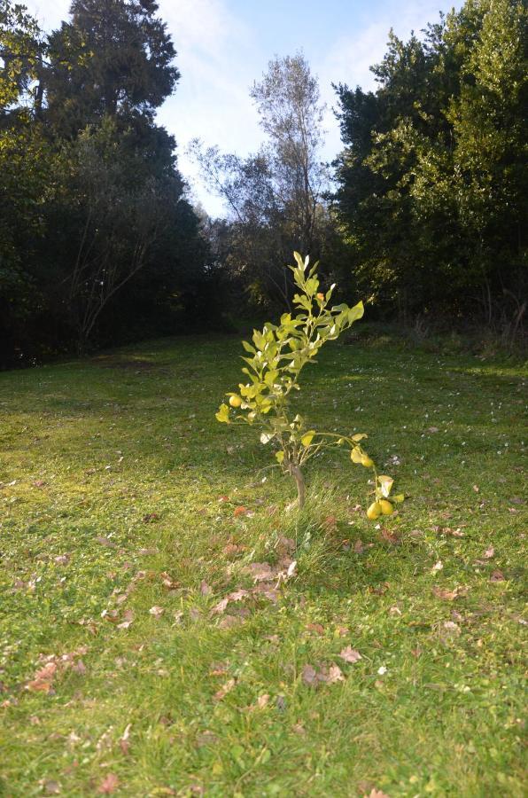Il Giardino Secreto Apartman Manziana Kültér fotó