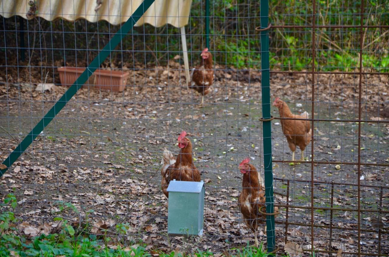Il Giardino Secreto Apartman Manziana Kültér fotó
